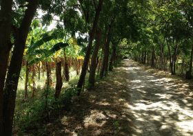 A banana farm outside the village of San Jose del Sur, Ometepe Island, Lake Nicaragua/ – Best Places In The World To Retire – International Living